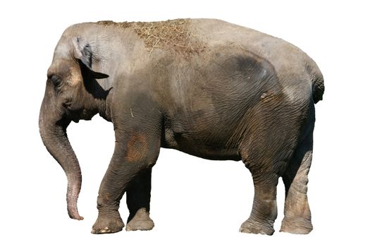 Old unhappy elephant in the zoo  isolated on white