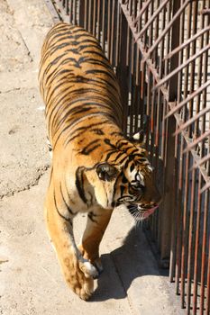 Tiger nervously walking in its zoo cage