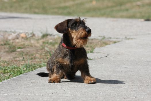 Coarse haired dachshund posing in the city park