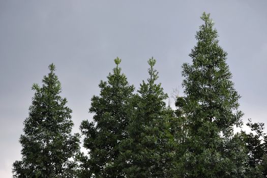 conifer trees with grey sky as background