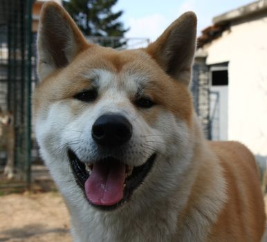 Portrait of great Japanese dog akita Inu