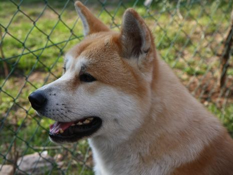 Portrait of great Japanese dog akita Inu