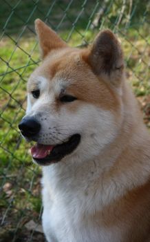 Portrait of great Japanese dog akita Inu