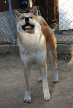 Great Japanese dog Akita Inu posing in the yard