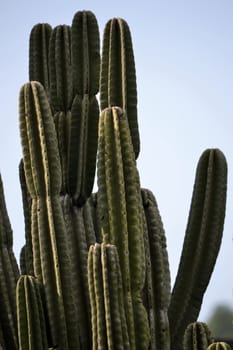 green cactus that growth well in garden