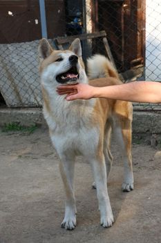 Great Japanese dog Akita Inu posing in the yard