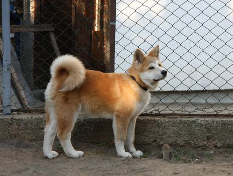 Puppy of great Japanese dog Akita Inu