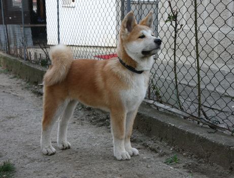 Puppy of great Japanese dog Akita Inu posing in thr yard