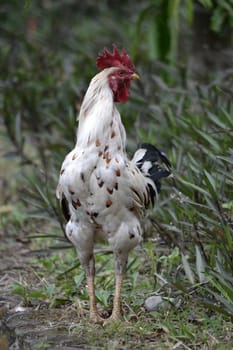 adult white cock in their natural habitat