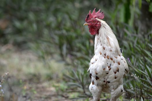 adult white cock in their natural habitat