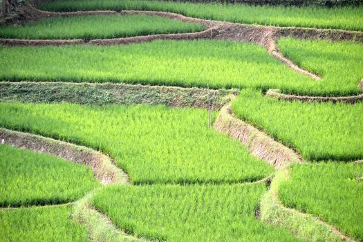 green ricefield that found many in asian countries
