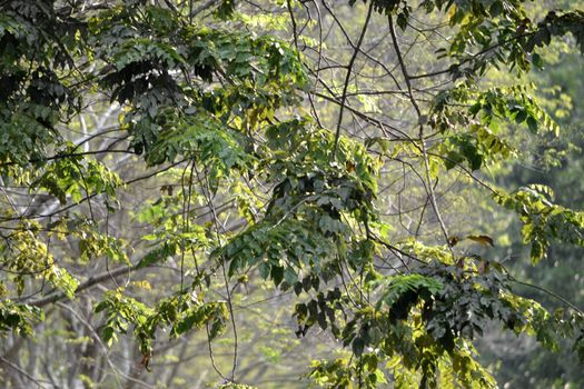green leaf that suitable for environment background