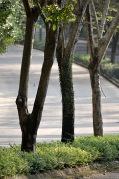 tropical garden that consist of green plant and flower