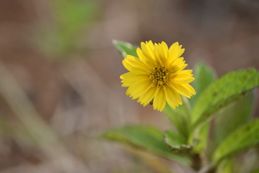 dandelion flower that suitable for environment background