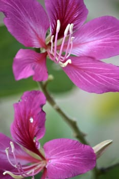 purple flower that suitable for environment background