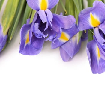 The blue irises isolated on white background