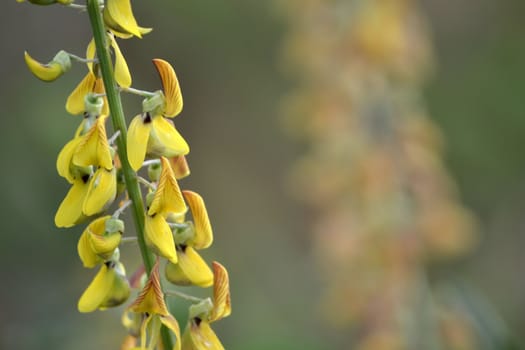 yellow flower that suitable for environment background