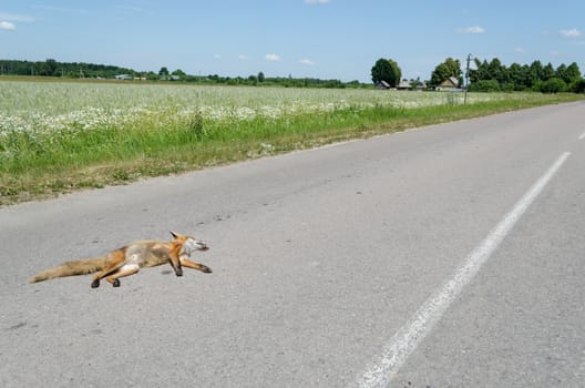 Automobile killed dead fox animal body lay on rural asphalt road.