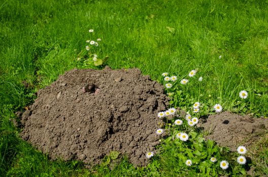 spring mole and molehill in the garden white flower
