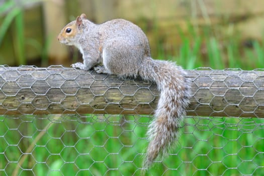 Grey squirrel on fence