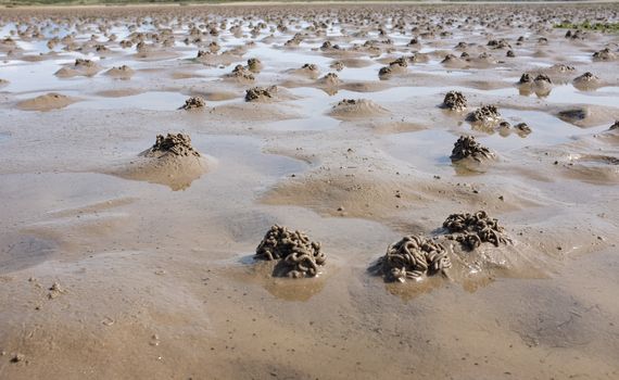 Lugworm casts and blow holes on muddy sand with pools of water.