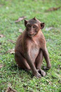 Monkey on green background. Cambodia