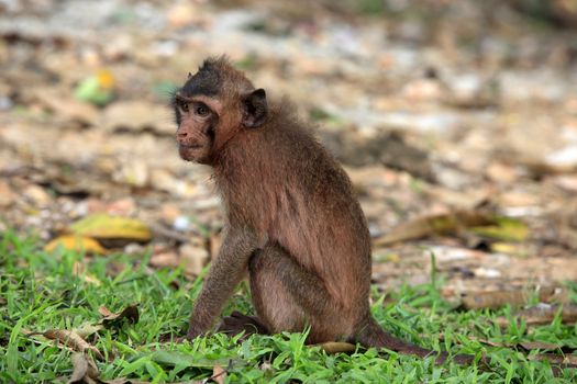 Monkey on green background. Cambodia