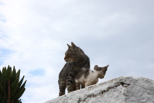Mother cat and kitten standing on the wall