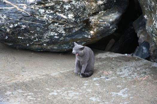 Gray angry cat defending its territory