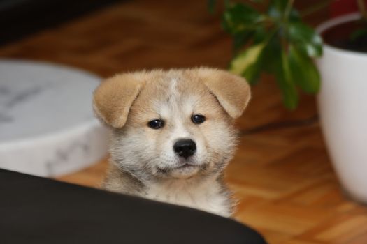 Portrait of puppy of  japanese dog Akita inu