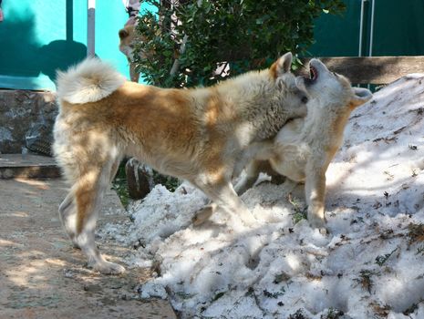 Akita inu female playing and nurturing  puppy of same breed