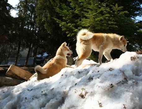 Akita Inu female and puppy climbing the snow hill