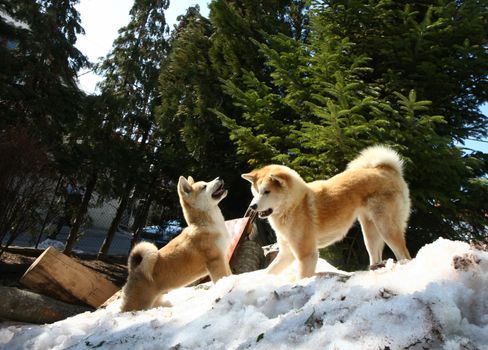 Akita Inu female and puppy playing on the snow hill