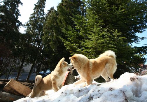 Akita Inu female and puppy playing on the snow hill