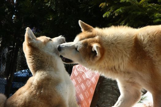 Akita inu female playing and nurturing  puppy of same breed