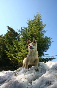 Puppy of Japanese dog Akita Inu,standing on the snow hill