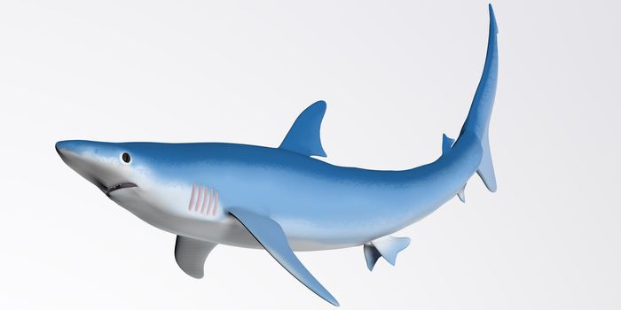 The Blue shark prefers cooler deep ocean waters and dines on squid and small fish.