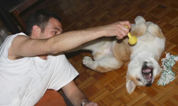 Puppy of Japanese dog Akita Inu playing with his owner
