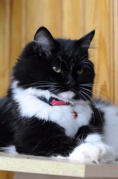 Black-and-white cat in a collar