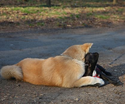 Puppy of Japanese dog Akita Inu playing with French Bulldog