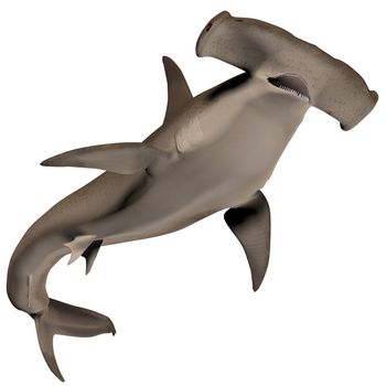 Hammerhead sharks usually school during the day and become solitary hunters at night.