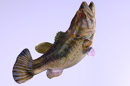 The Largemouth Bass is a gamefish that inhabits freshwater lakes, streams and ponds.