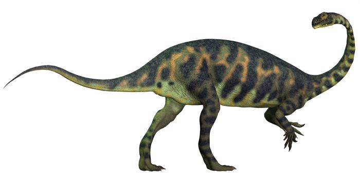 Massospondylus was a prosauropod dinosaur from the Jurassic Age of Africa and was a herbivore.