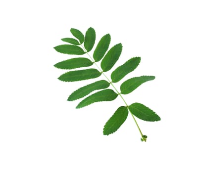 A large green leaf on a white background