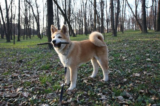 Puppy of Japanese dog Akita Inu with bought in its mouth