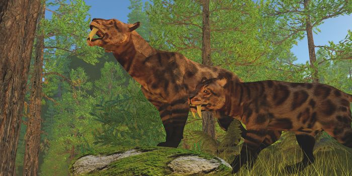 Two Saber-Toothed Cats in the Eocene Age look for their next prey in a pine forest.