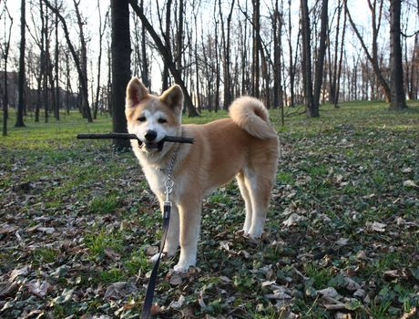 Puppy of Japanese dog Akita Inu with bought in its mouth