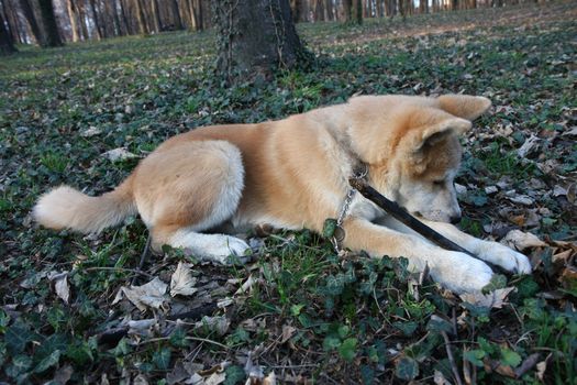 Puppy of Japanese dog Akita Inu playing with bought