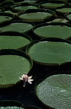 Giant Amazon water lily (Victoria amazonica)
