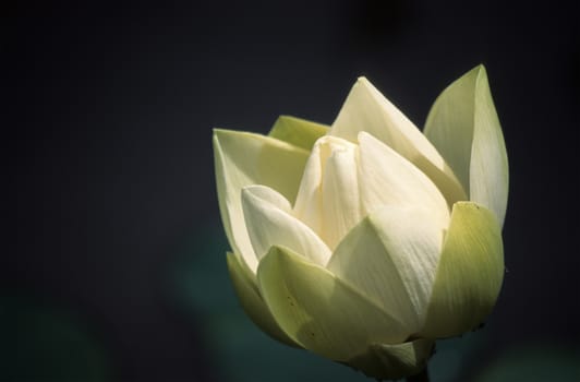 Water Lily Flower